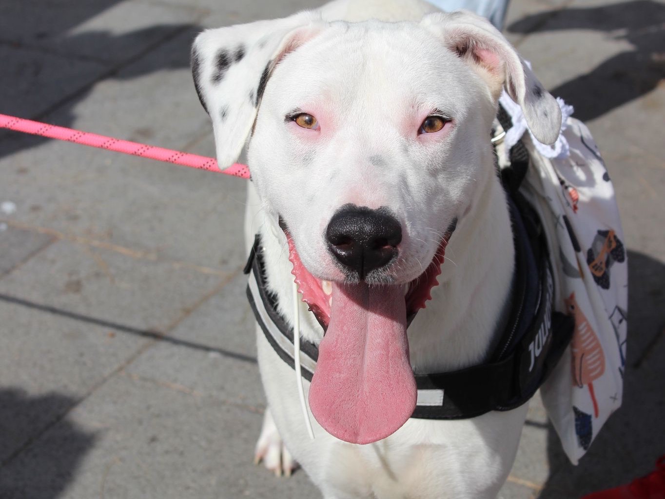 Adotta un cane, femmina, 6 anni e 2 mesi, Caserta