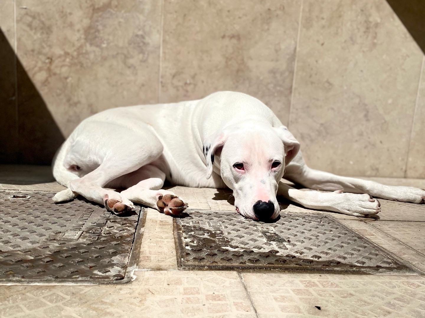 Adotta un cane, taglia grande, femmina, Caserta