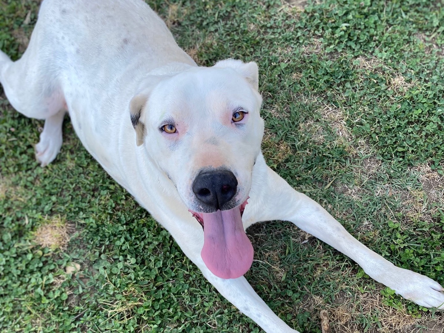 Vuoi adottare un cane a Caserta?