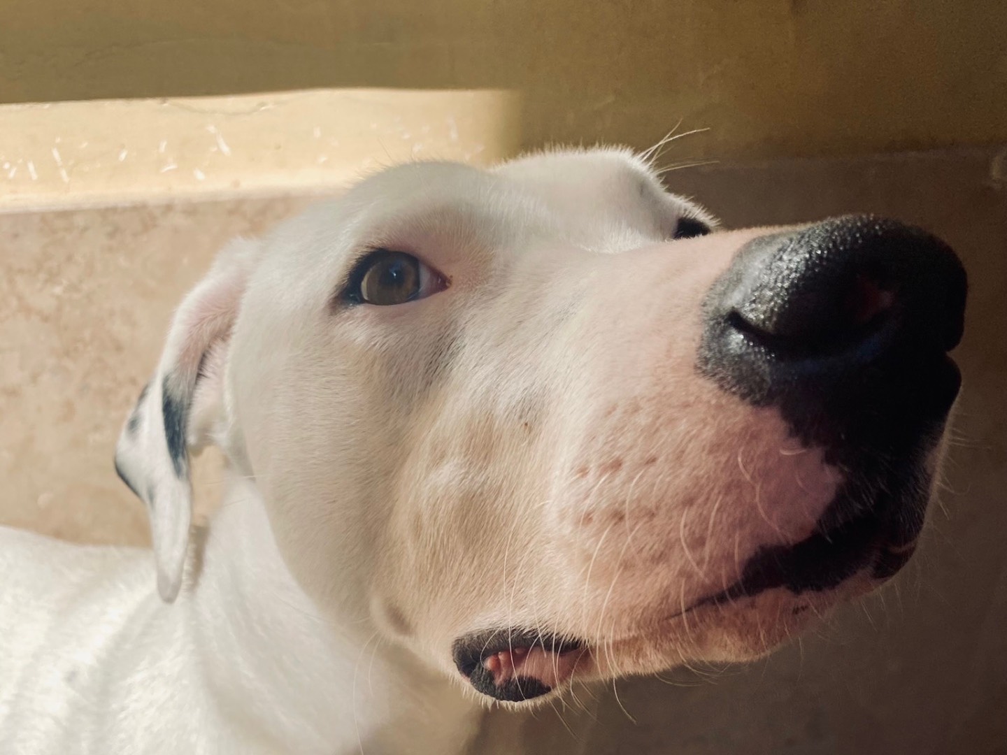 Adotta il cane Lola a Caserta