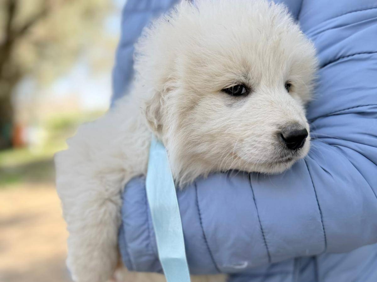 Adotta il cane TEDDY a Avellino