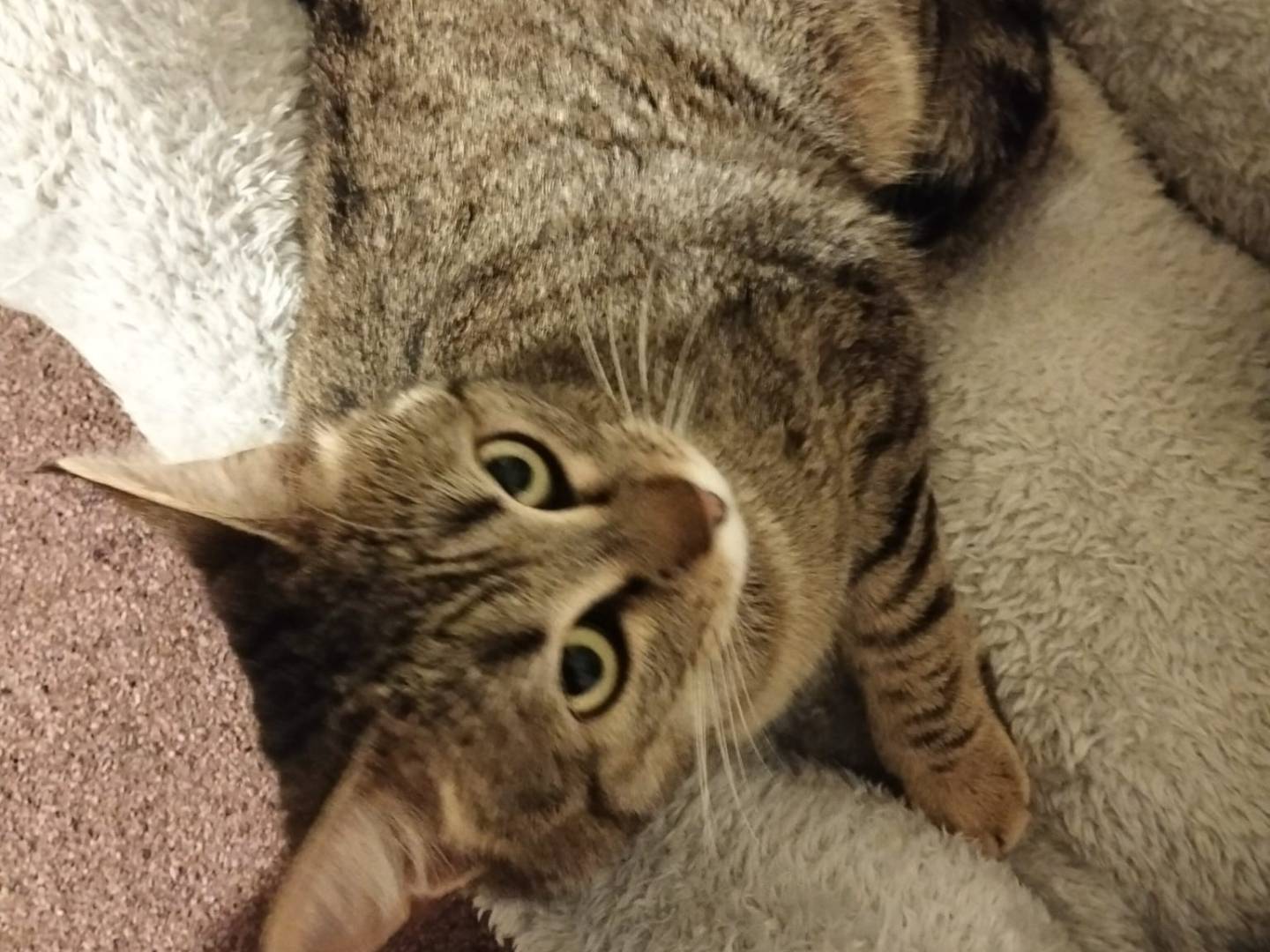 Adozione gatto, femmina, Razza sconosciuta Razza sconosciuta, 11 mesi, taglia non valida, Firenze