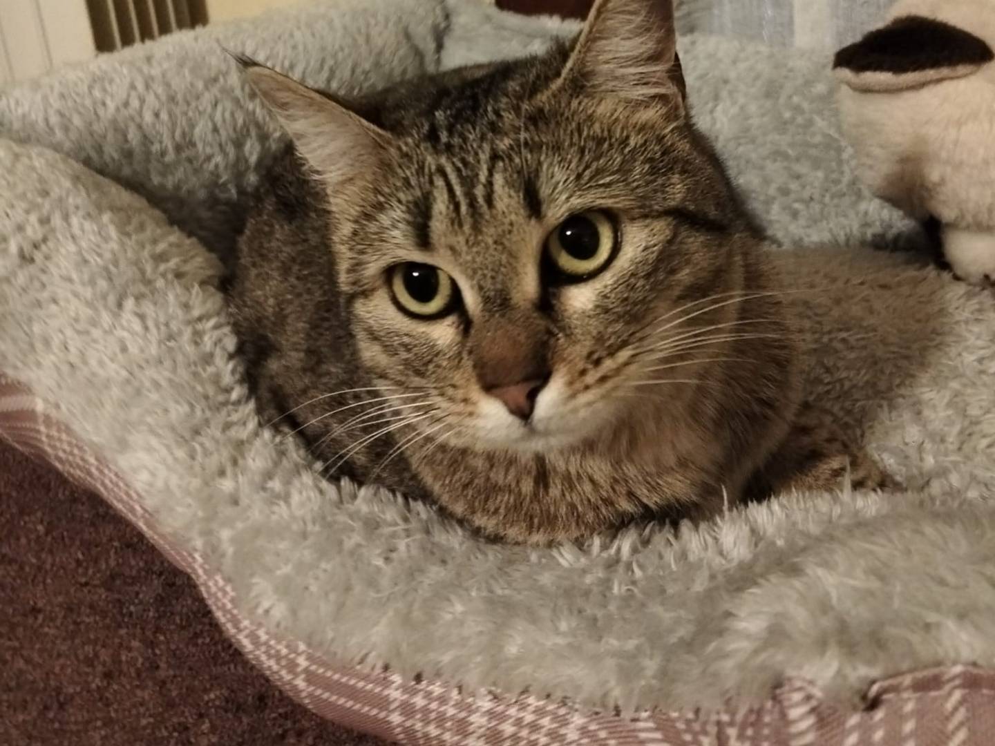 Vuoi adottare un gatto a Firenze?