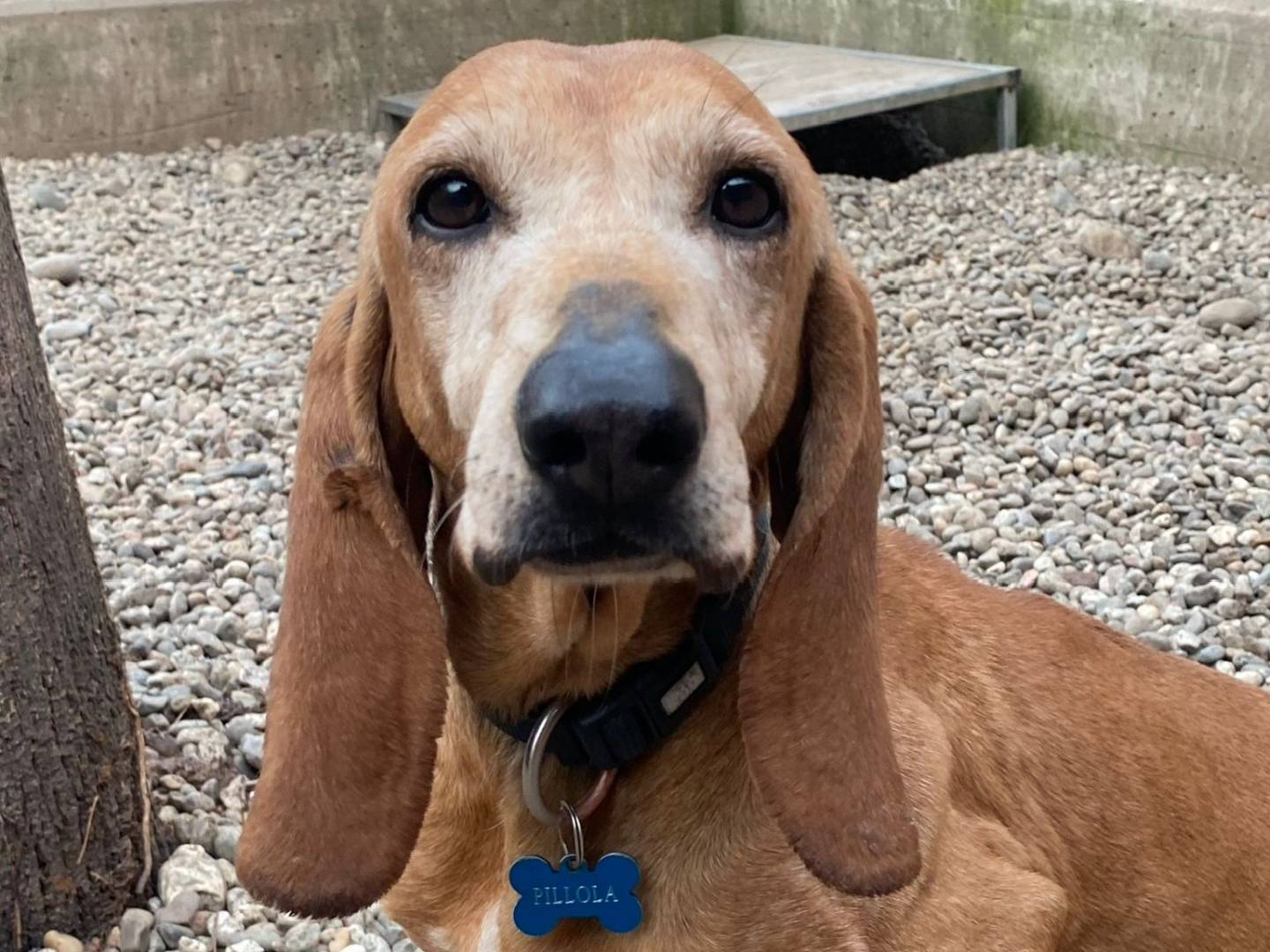 Adozione cane, femmina, Segugio Razza sconosciuta, 10 anni e 2 mesi, taglia media contenuta, Milano