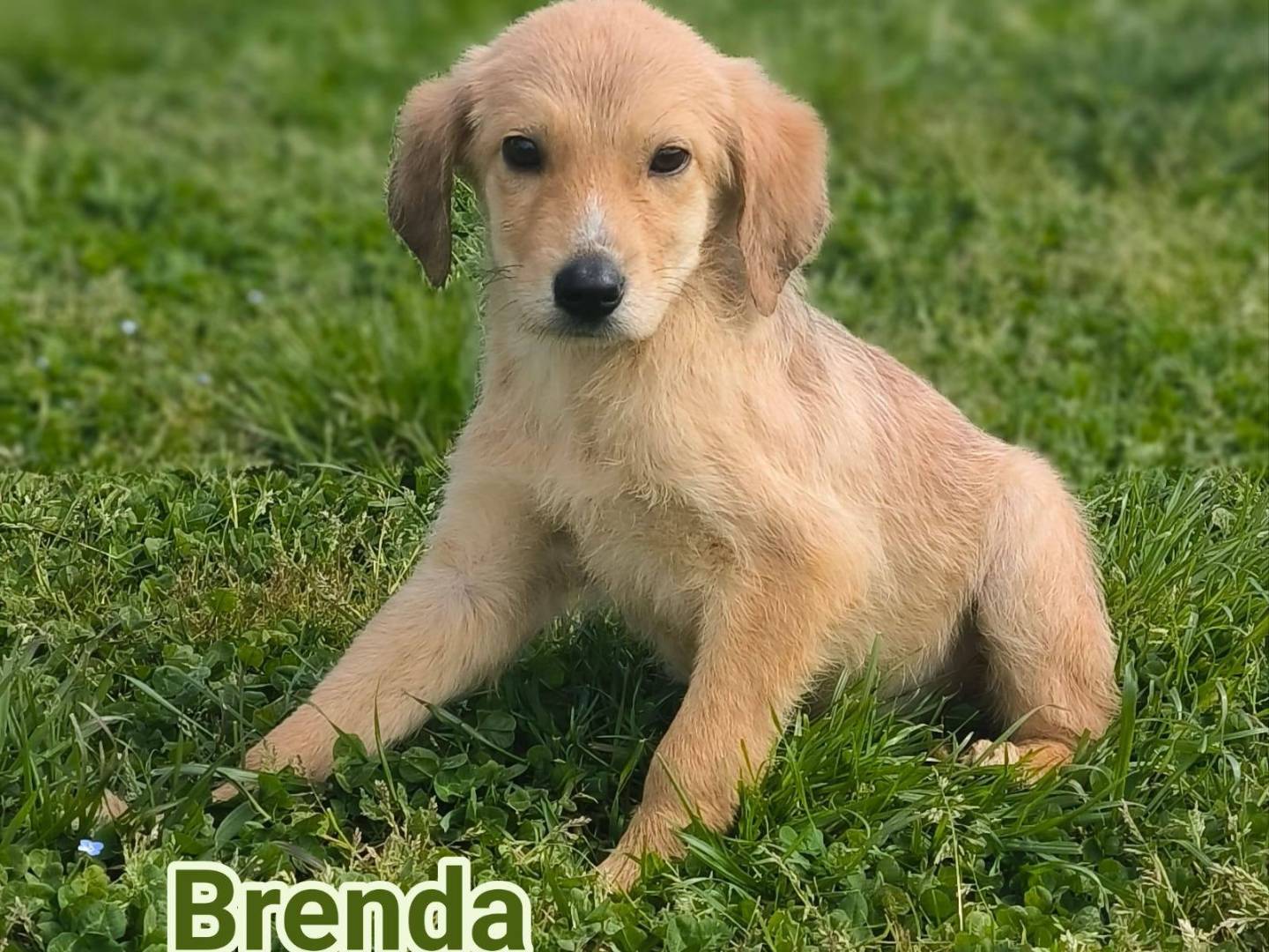 Adozione cane, femmina, Razza sconosciuta Razza sconosciuta, 4 mesi, taglia media, Crotone