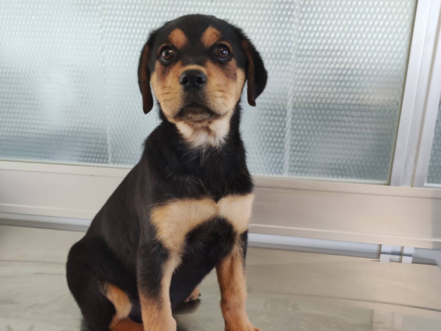 Adotta un cane, femmina, 2 mesi, Trapani