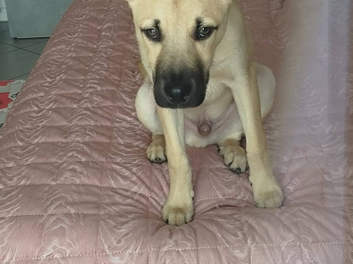 Adozione cane, maschio, Razza sconosciuta Razza sconosciuta, 5 mesi, taglia media, Modena