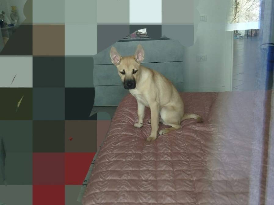 Adotta un cane, maschio, 5 mesi, Modena