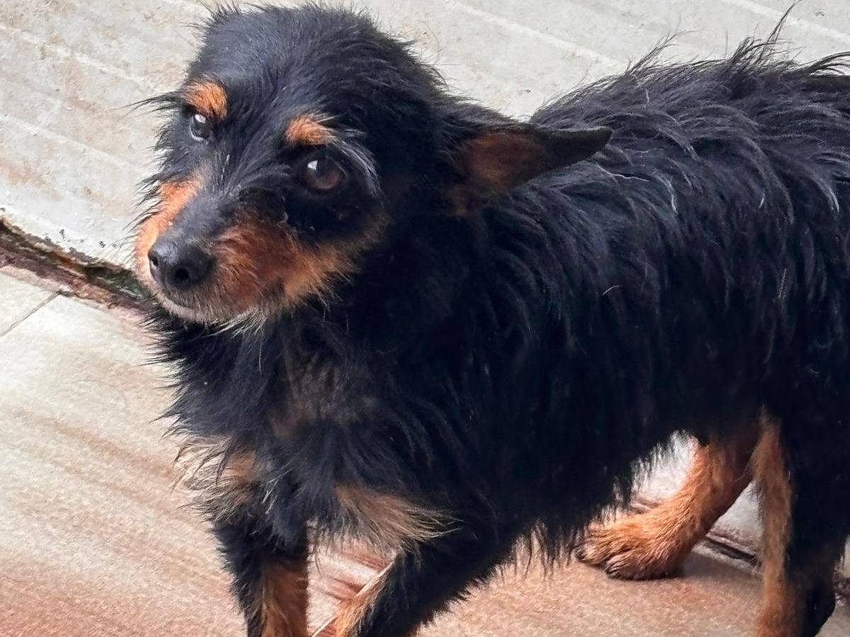 Adozione cane, femmina, Yorkshire Terrier Razza sconosciuta, 2 anni e 2 mesi, taglia piccola, Ragusa