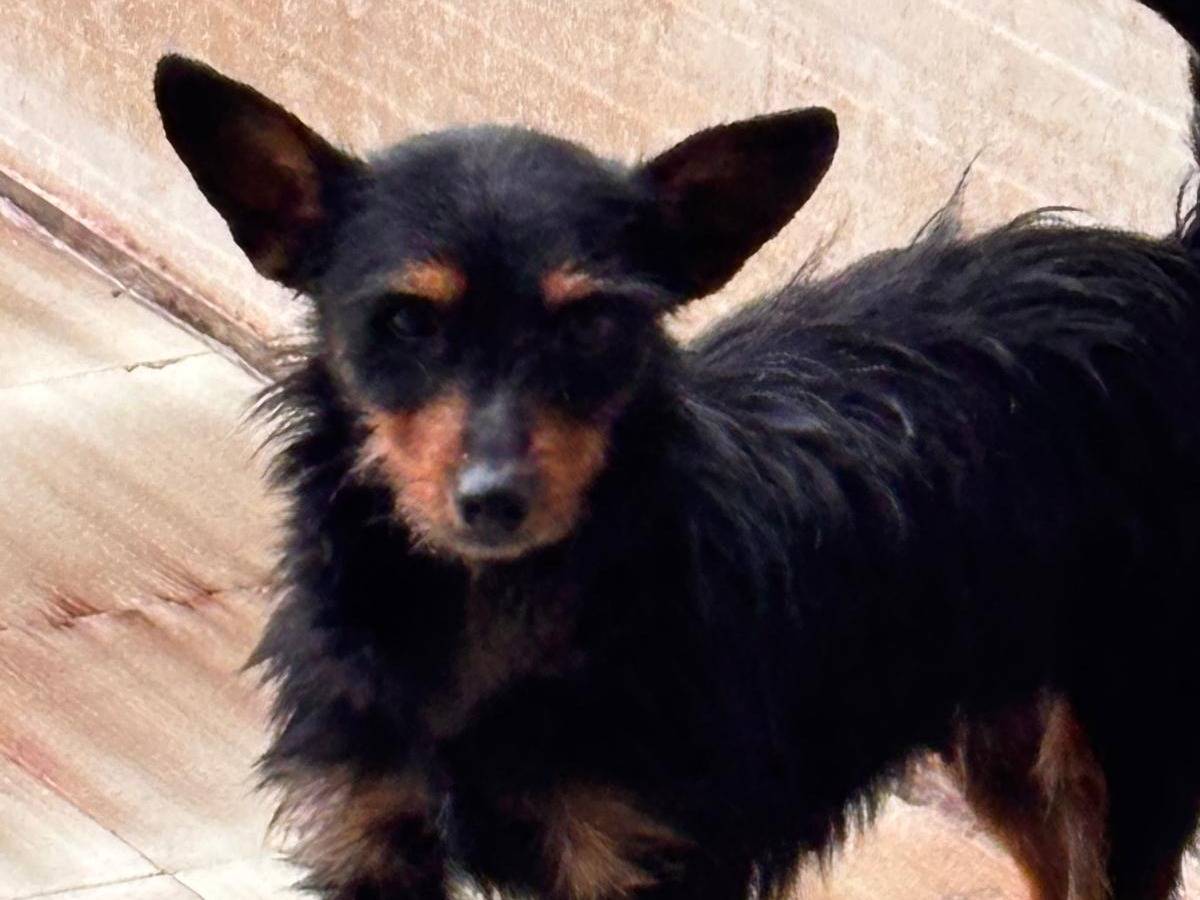 Adotta un cane, femmina, 2 anni e 2 mesi, Ragusa