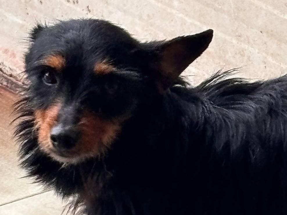 Adotta un cane, taglia piccola, femmina, Ragusa