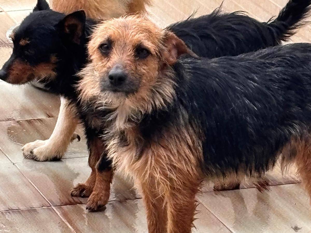 Adotta un cane, maschio, 3 anni e 2 mesi, Ragusa