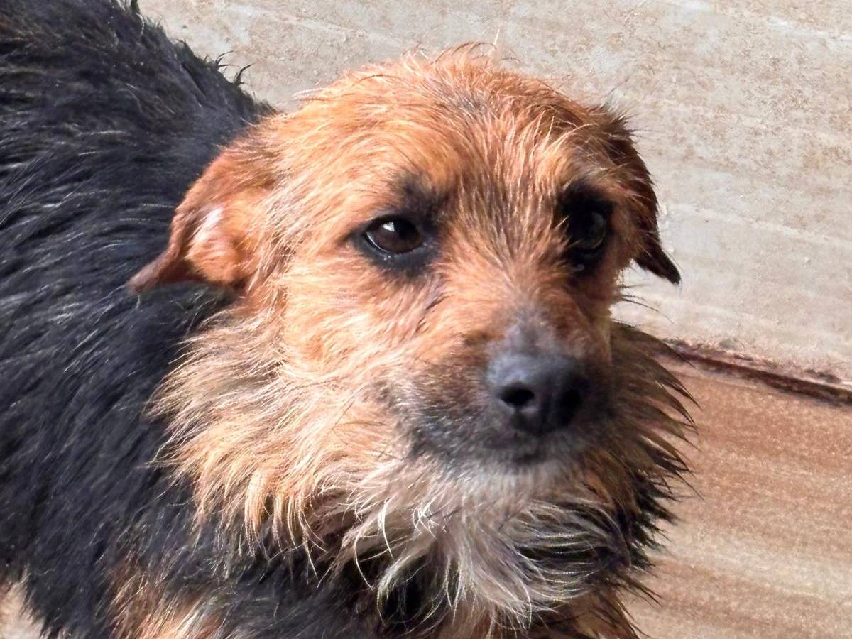 Adotta un cane, taglia piccola, maschio, Ragusa