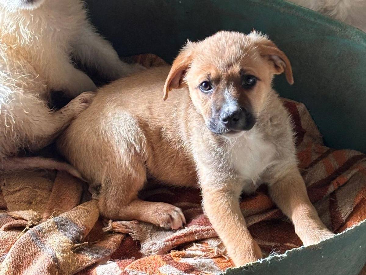 Adozione cane, maschio, Razza sconosciuta Razza sconosciuta, 2 mesi, taglia media, Ragusa