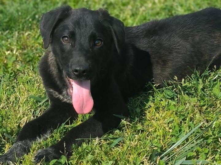 Adozione cane, femmina, Razza sconosciuta Razza sconosciuta, 4 mesi, taglia media, Crotone