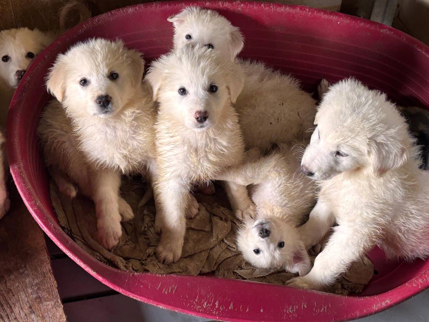 Adozione cane, femmina, Pastore maremmano Razza sconosciuta, 3 mesi, taglia gigante, Ragusa