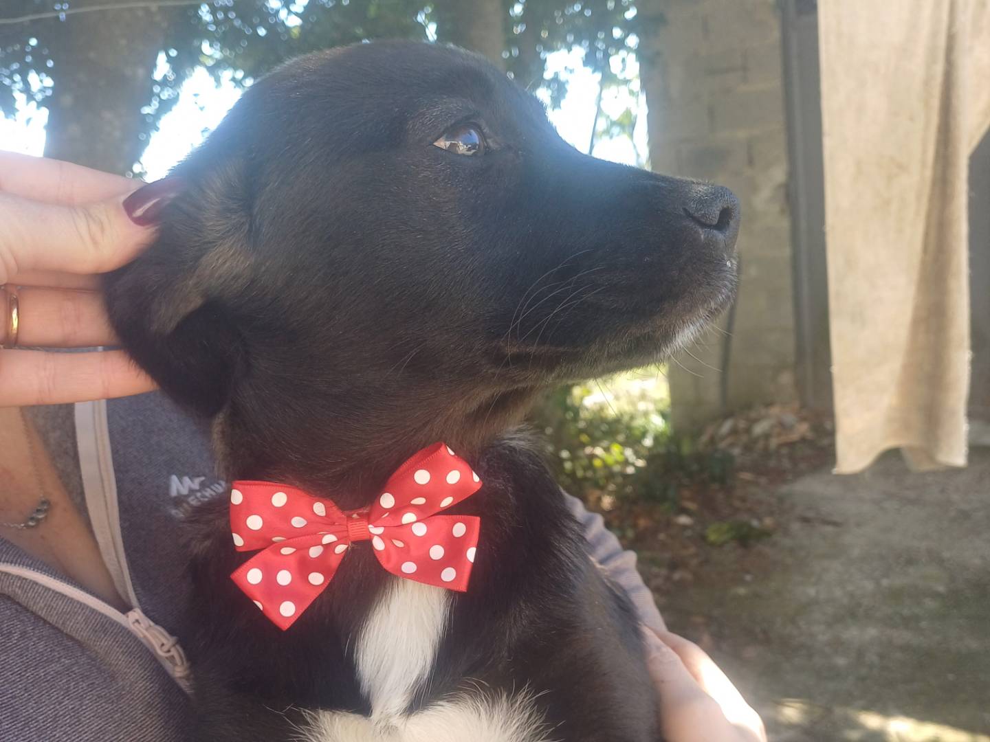 Adozione cane, femmina, Razza sconosciuta Razza sconosciuta, 4 mesi, taglia piccola, Monza