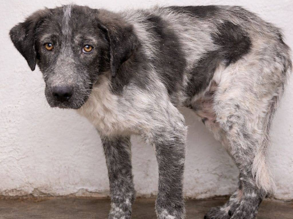 Adozione cane, femmina, Razza sconosciuta Razza sconosciuta, 1 anno e 6 mesi, taglia media, Crotone