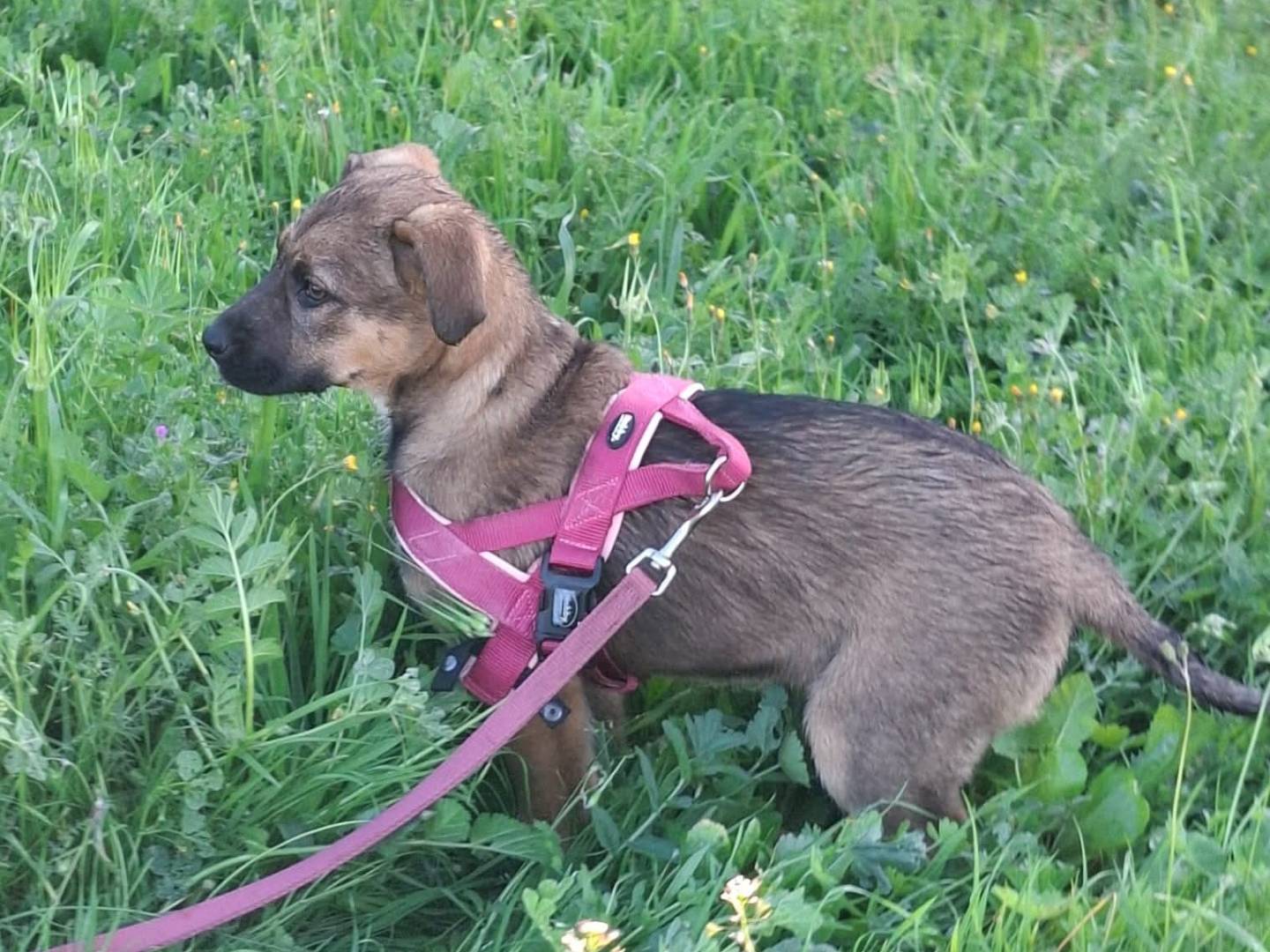 Adotta un cane, taglia media, femmina, Bari