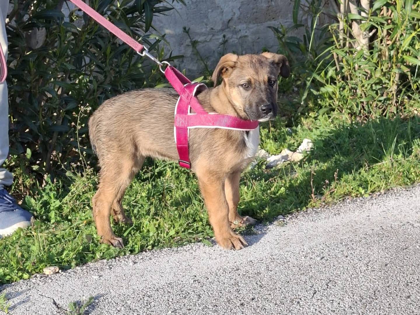 Vuoi adottare un cane a Bari?