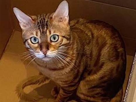 Adozione gatto, maschio, Razza sconosciuta Razza sconosciuta, 2 anni, taglia non valida, Torino