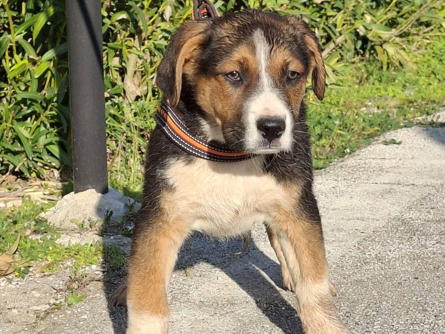 Vuoi adottare un cane a Bari?