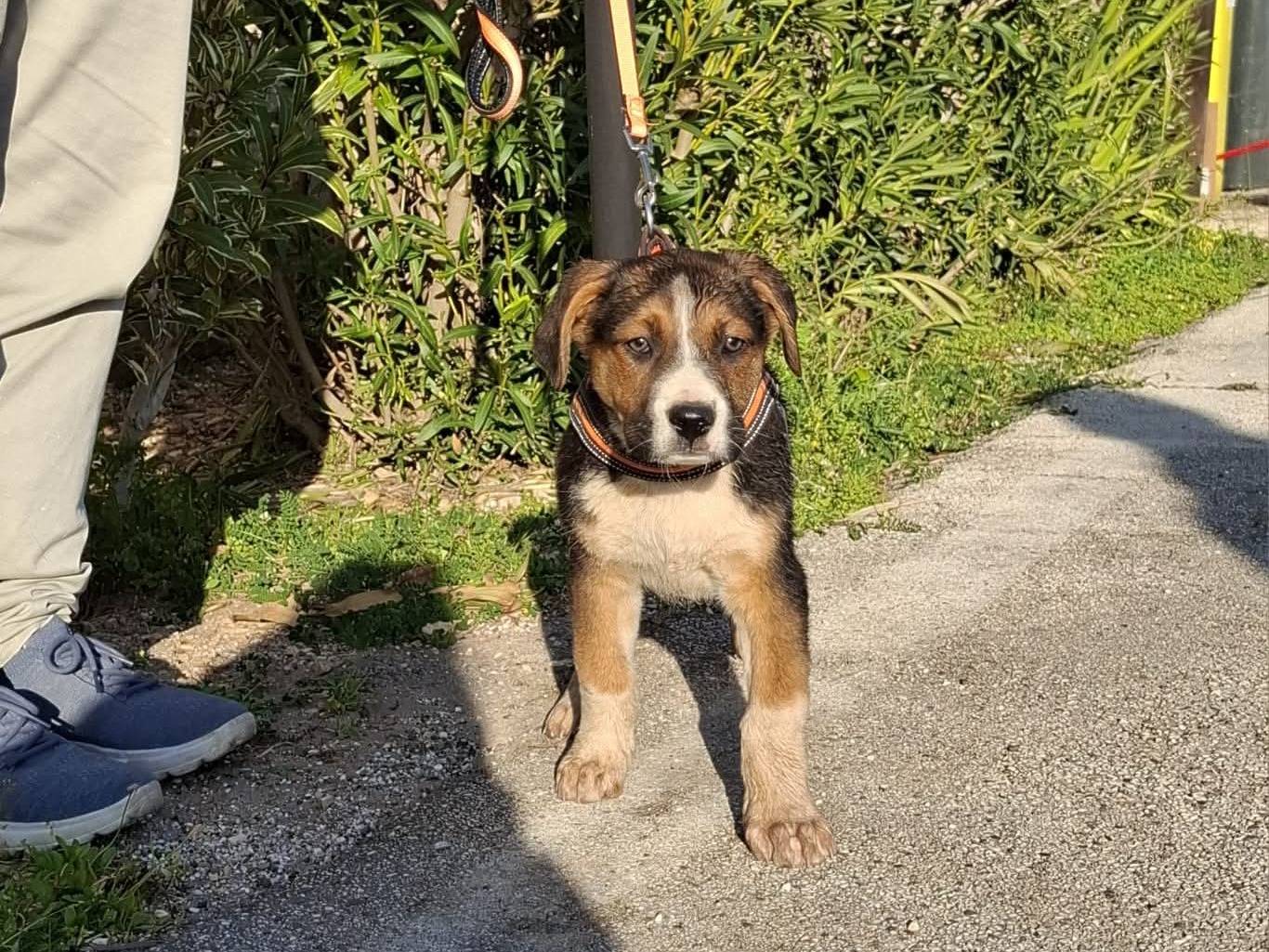 Adotta il cane Rio  a Bari