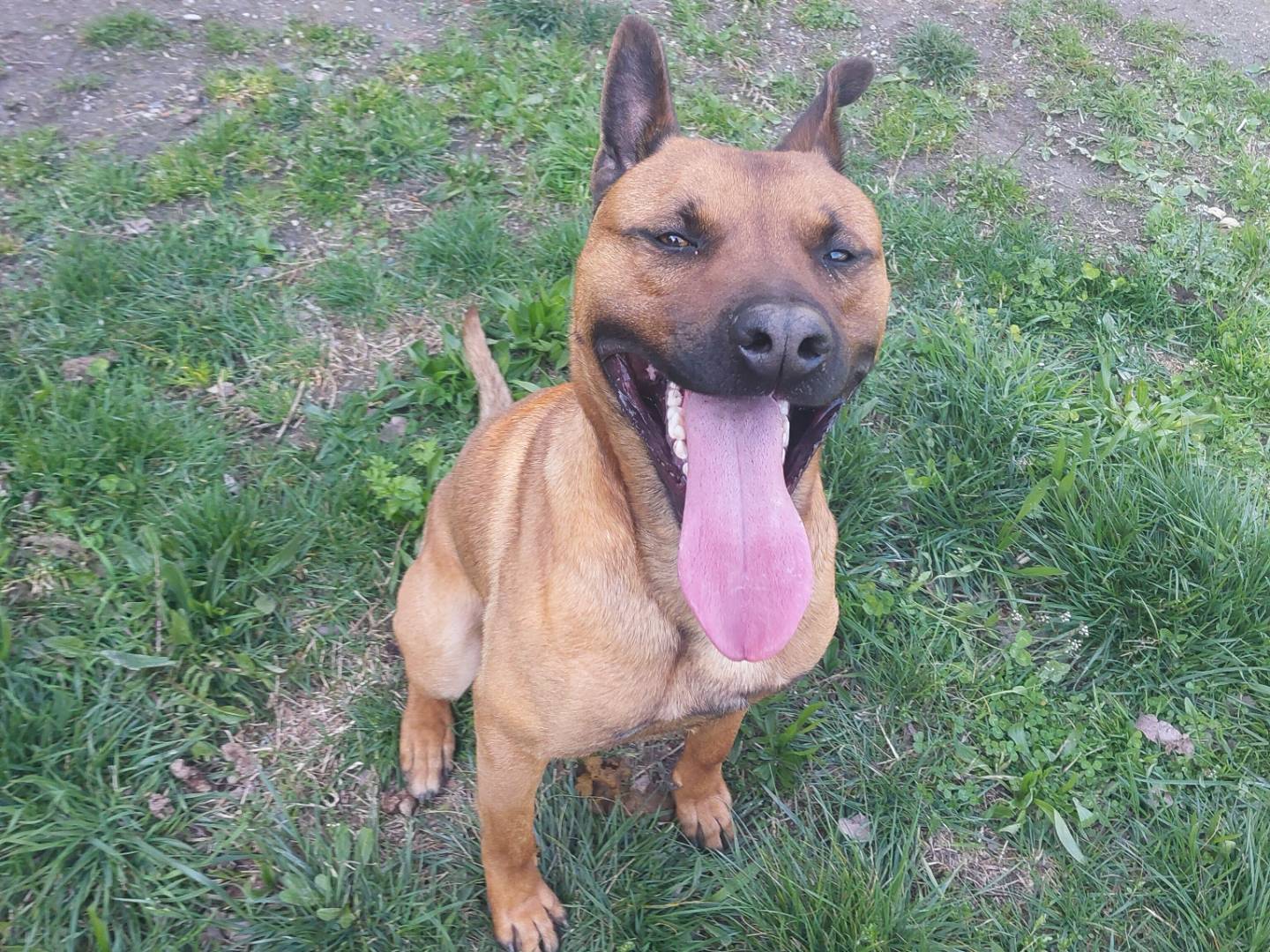 Adozione cane, maschio, Pastore Belga Malinois Pitbull, 1 anno e 1 mese, taglia media, Torino