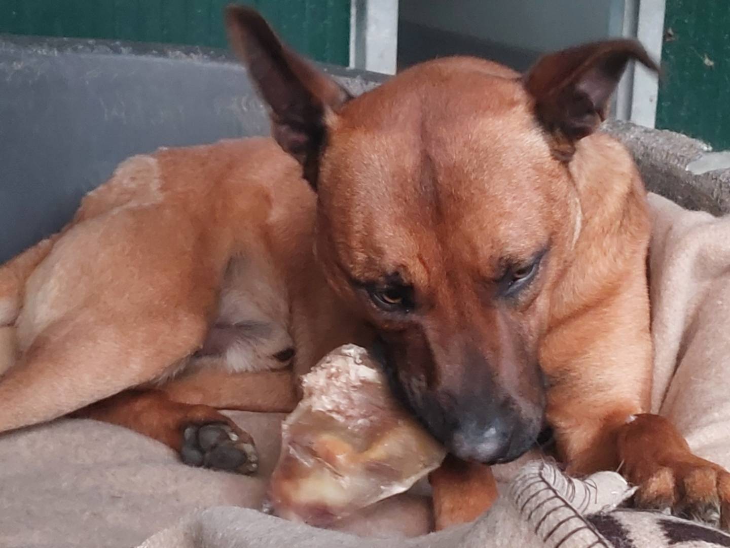 Adotta un cane, maschio, 1 anno e 1 mese, Torino