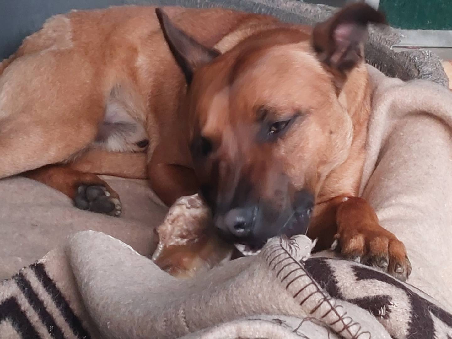 Adotta un cane, taglia media, maschio, Torino