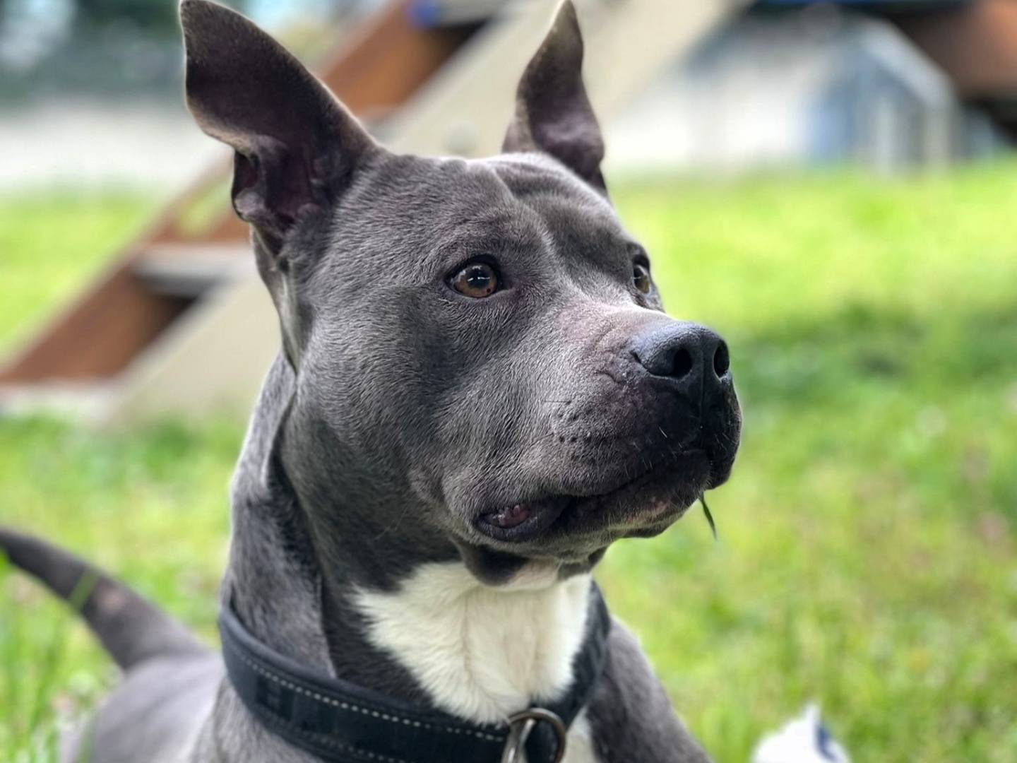 Adozione cane, femmina, Razza sconosciuta Razza sconosciuta, 4 anni e 5 mesi, taglia media, Milano