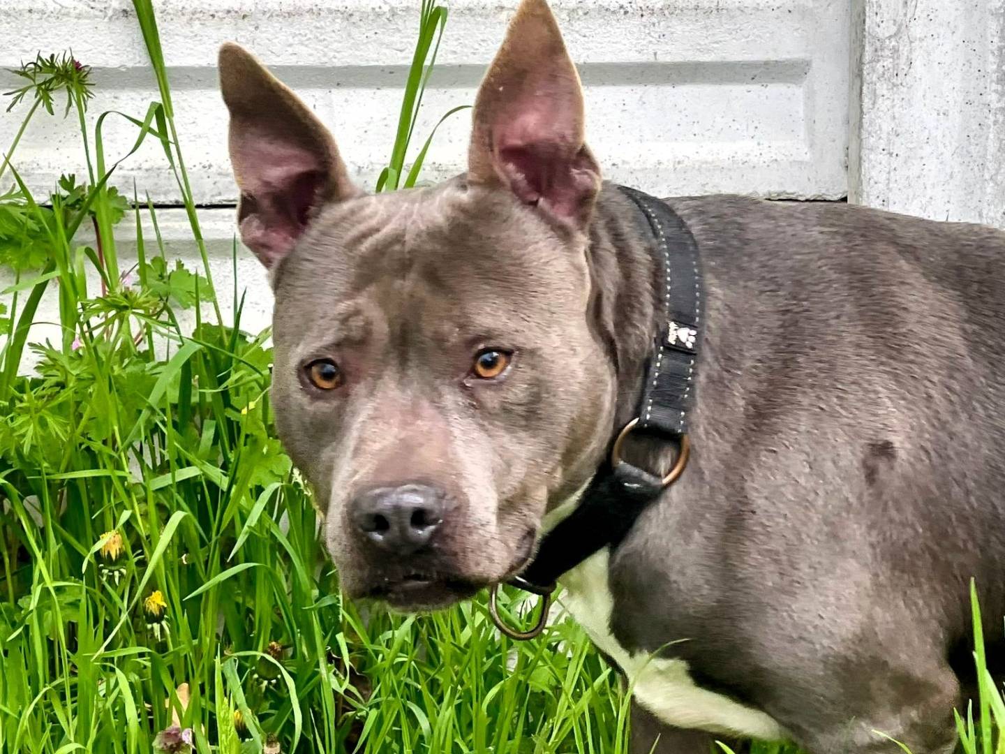 Adotta un cane, femmina, 4 anni e 5 mesi, Milano