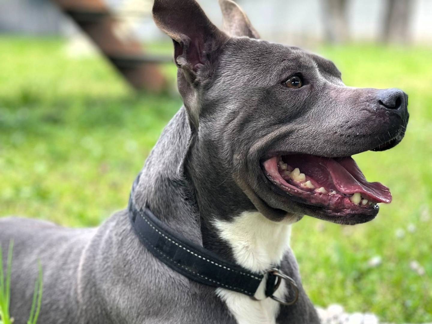 Adotta un cane, taglia media, femmina, Milano