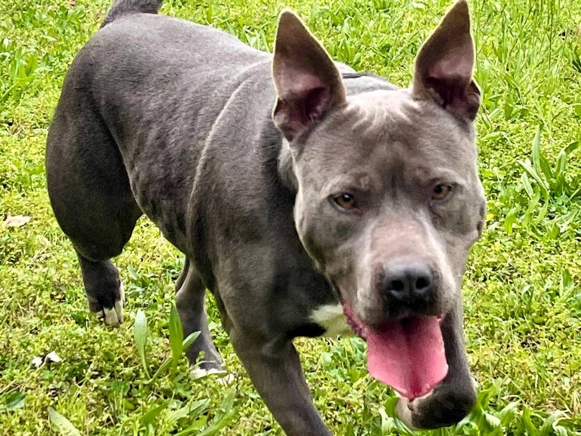 Vuoi adottare un cane a Milano?