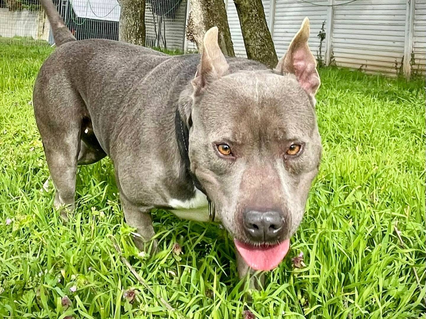 Adotta il cane Daisy a Milano