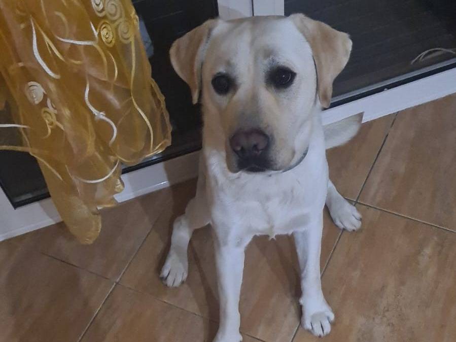 Adozione cane, maschio, Labrador Retriever Razza sconosciuta, 6 anni e 4 mesi, taglia grande, Vibo