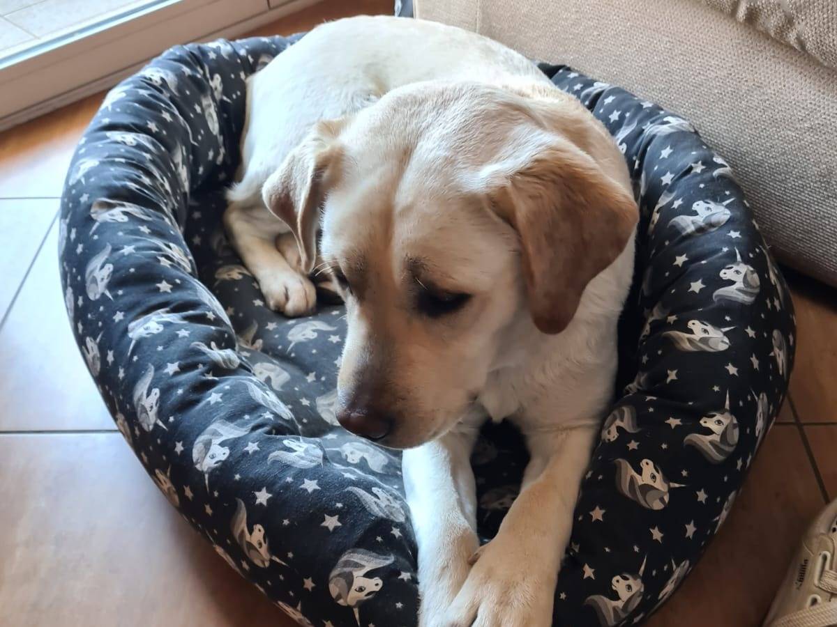 Adotta un cane, maschio, 6 anni e 4 mesi, Vibo