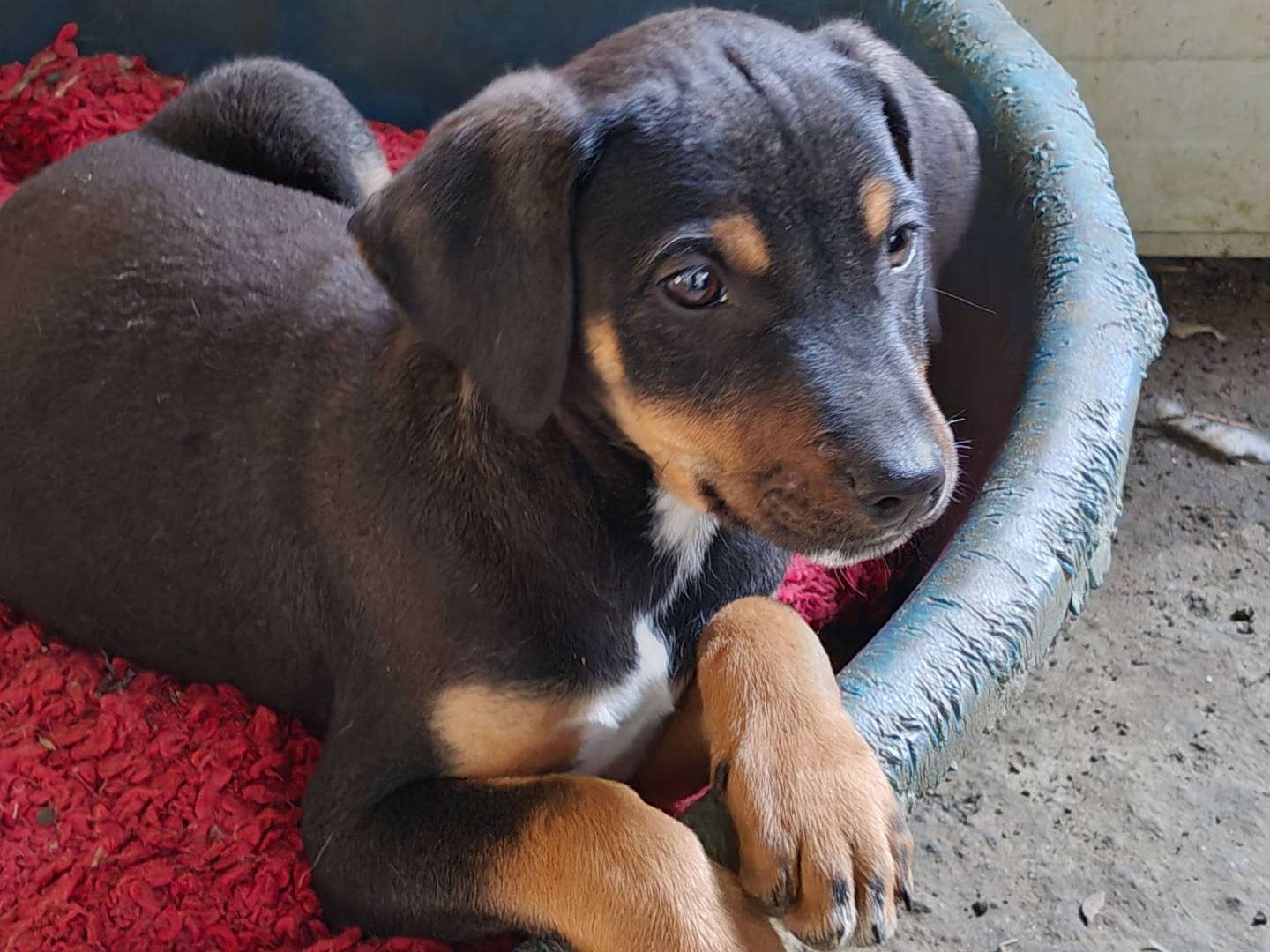 Adotta un cane, femmina, 2 mesi, Trapani