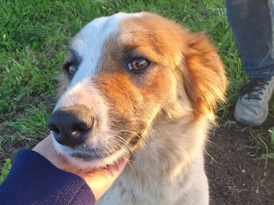 Adozione cane, femmina, Razza sconosciuta Razza sconosciuta, 2 anni e 2 mesi, taglia media, Milano