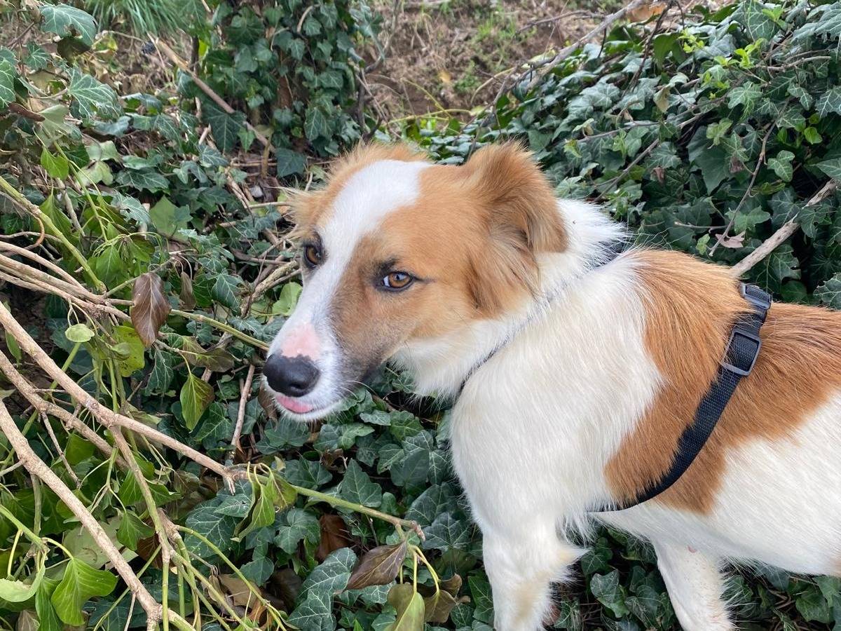 Adotta un cane, femmina, 2 anni e 2 mesi, Milano