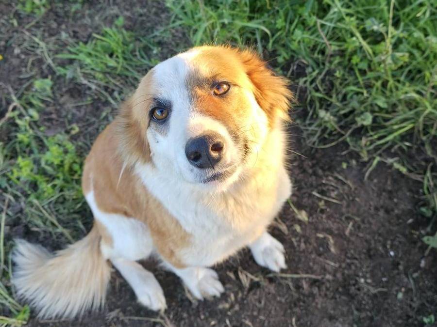 Adotta un cane, taglia media, femmina, Milano