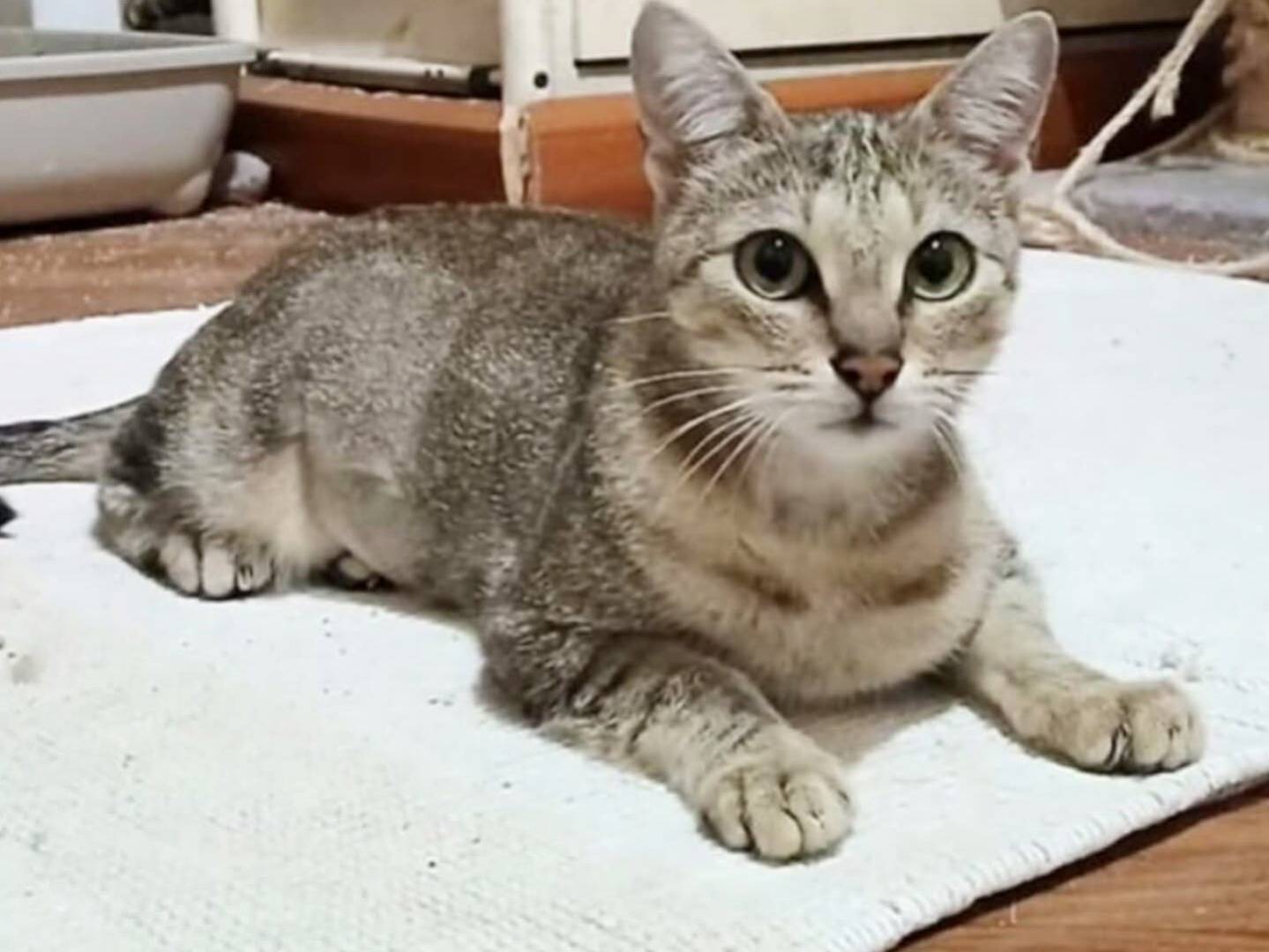 Adozione gatto, femmina, Razza sconosciuta Razza sconosciuta, 2 anni, taglia non valida, Torino