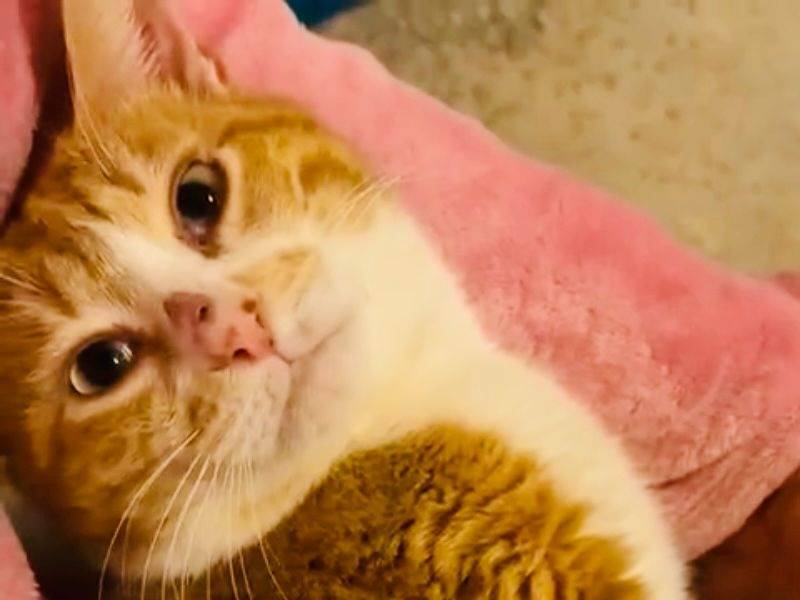 Adozione gatto, maschio, Razza sconosciuta Razza sconosciuta, 4 anni, taglia non valida, Torino