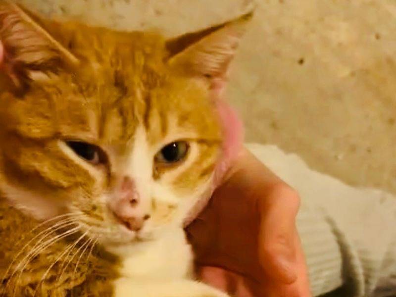 Adotta un gatto, maschio, 4 anni, Torino