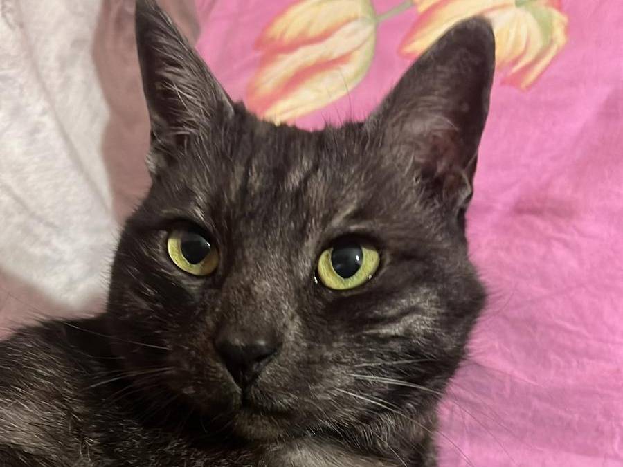 Adozione gatto, maschio, Razza sconosciuta Razza sconosciuta, 12 anni, taglia non valida, Torino