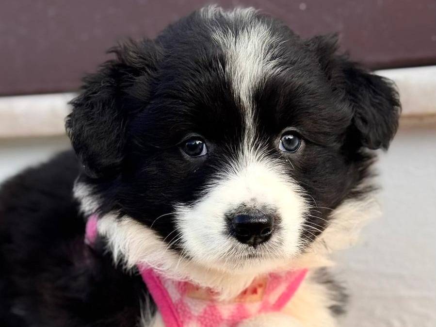 Adozione cane, femmina, Border Collie Razza sconosciuta, 2 mesi, taglia media, Lecce