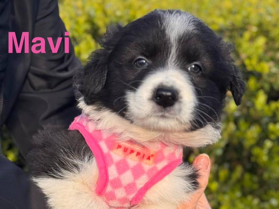 Adotta un cane, femmina, 2 mesi, Lecce