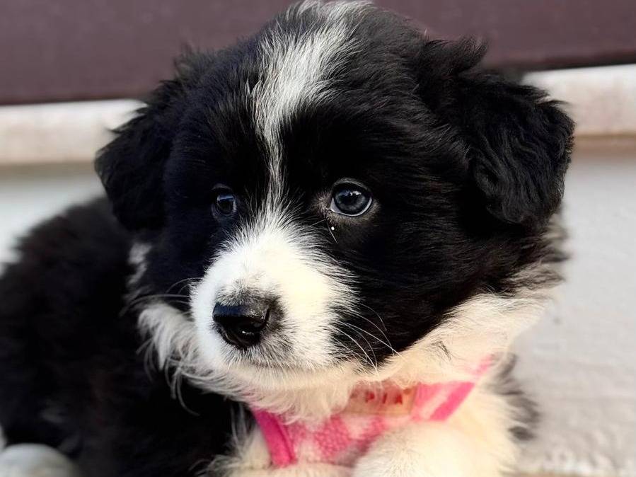 Vuoi adottare un cane a Lecce?