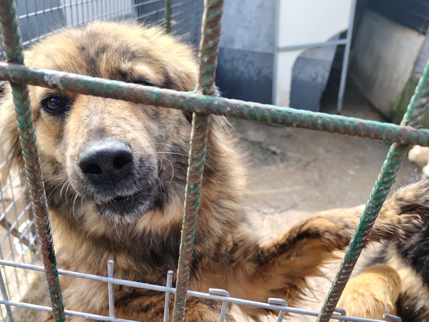 Adozione cane, maschio, Razza sconosciuta Razza sconosciuta, 1 anno e 10 mesi, taglia media, Vibo