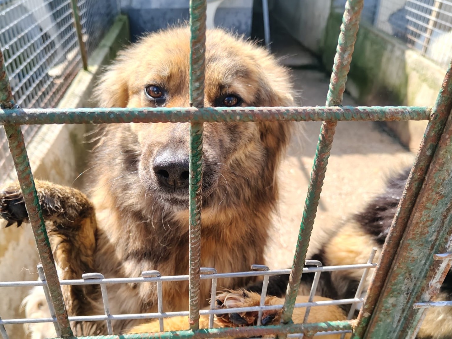 Adotta un cane, maschio, 1 anno e 10 mesi, Vibo